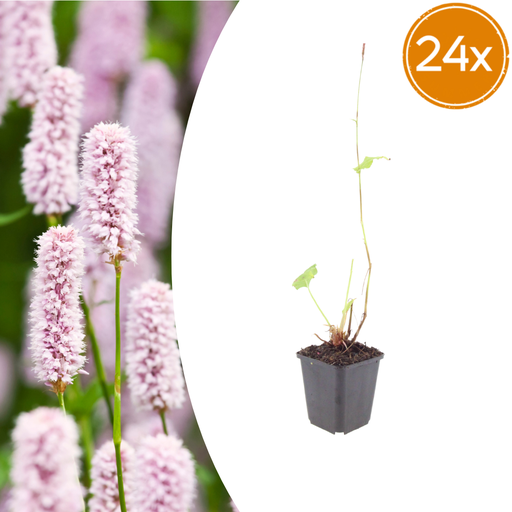"24x Persicaria bistorta - ↕10-25cm - Ø9cm image"