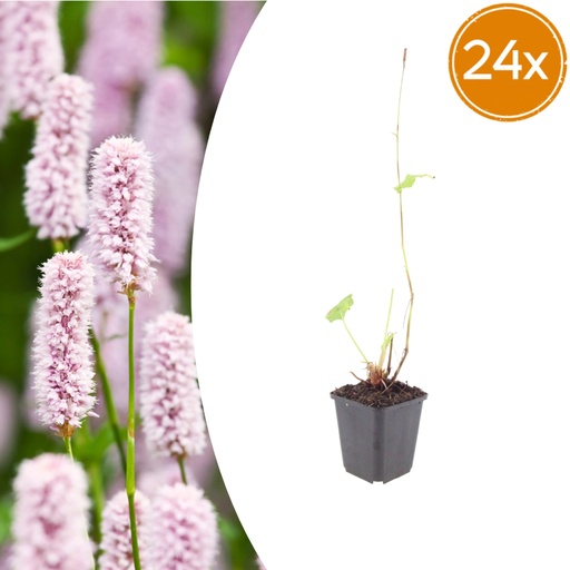 "Wiesenknöterich 24er-Set (Persicaria bistorta) – winterharte Staude, Topf-Ø 9 cm, Höhe ca. 25 cm image"
