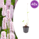 48x Persicaria bistorta - ↕10-25cm - Ø9cm