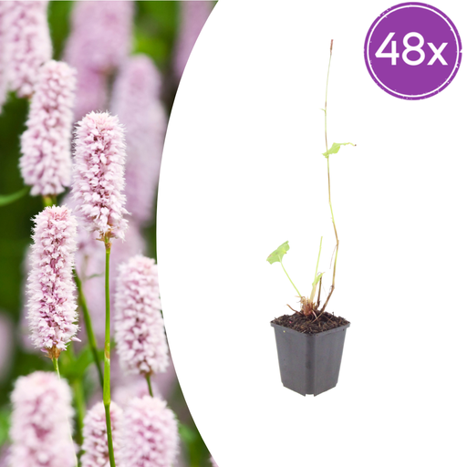 "48x Persicaria bistorta - ↕10-25cm - Ø9cm image"
