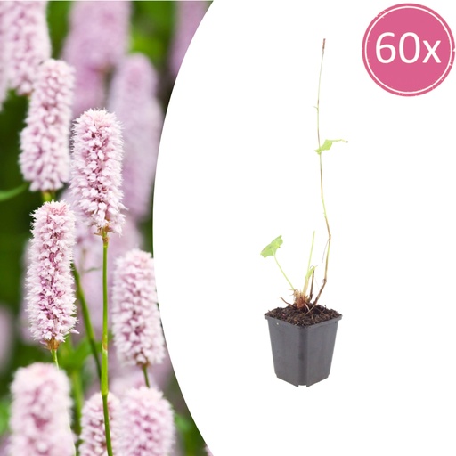 "Wiesenknöterich 60er-Set (Persicaria bistorta) – winterharte Staude, Topf-Ø 9 cm, Höhe ca. 25 cm image"