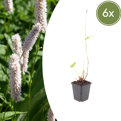"6x Persicaria bistorta 'Superba' - ↕10-25cm - Ø9cm image"