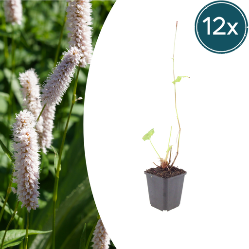 "Wiesenknöterich 'Superba' 12er-Set (Persicaria bistorta) – winterharte Staude, Topf-Ø 9 cm, Höhe ca. 25 cm image"