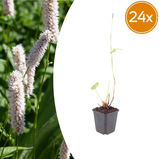 "24x Persicaria bistorta 'Superba' - ↕10-25cm - Ø9cm image"