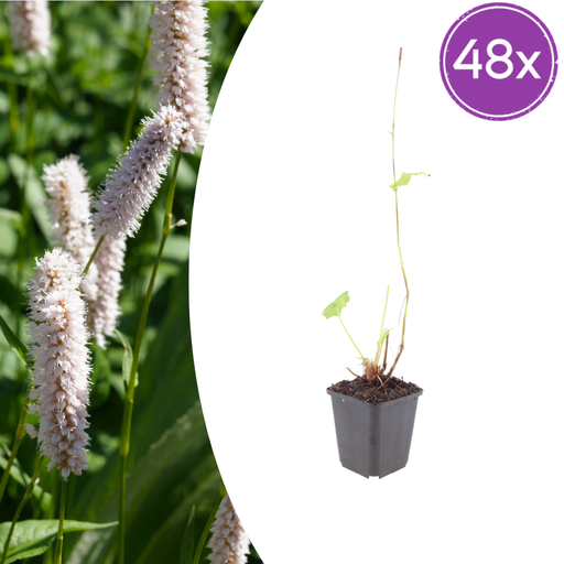"48x Persicaria bistorta 'Superba' - ↕10-25cm - Ø9cm image"