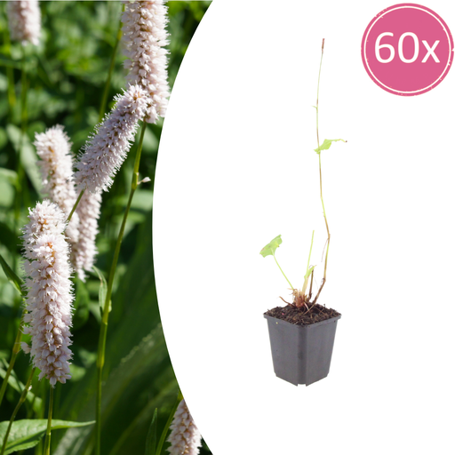 "60x Persicaria bistorta 'Superba' - ↕10-25cm - Ø9cm image"