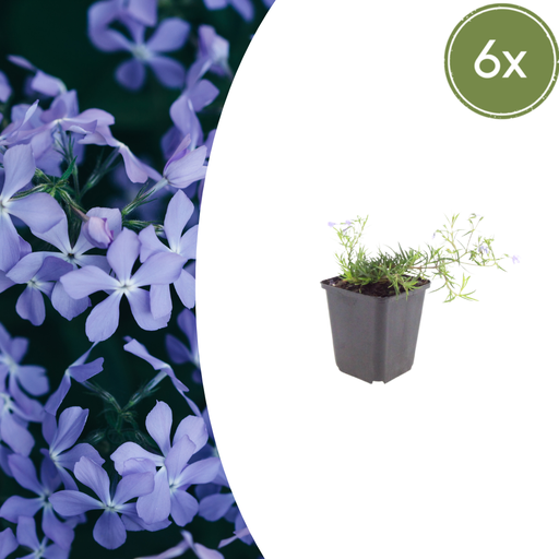 "6x Phlox (S) 'Emerald Cushion Blue'- ↕10-25cm - Ø9cm image"
