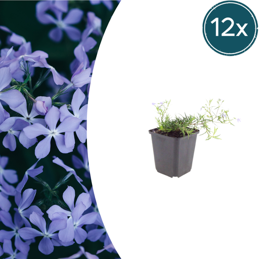 "12x Phlox (S) 'Emerald Cushion Blue'- ↕10-25cm - Ø9cm image"