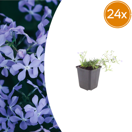 "24x Phlox (S) 'Emerald Cushion Blue'- ↕10-25cm - Ø9cm image"