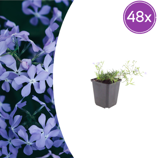 "48x Phlox (S) 'Emerald Cushion Blue'- ↕10-25cm - Ø9cm image"