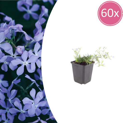 "60x Phlox (S) 'Emerald Cushion Blue'- ↕10-25cm - Ø9cm image"