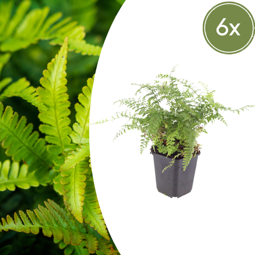 "6x Polystichum set. 'Herrenhausen'- ↕10-25cm - Ø9cm image"