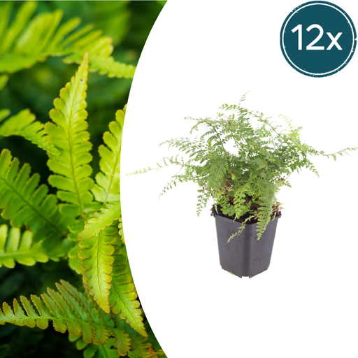 "12x Polystichum set. 'Herrenhausen' - ↕10-25cm - Ø9cm image"
