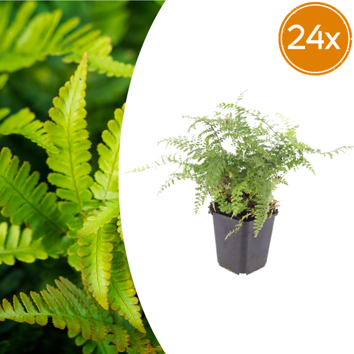 "24x Polystichum set. 'Herrenhausen' - ↕10-25cm - Ø9cm image"
