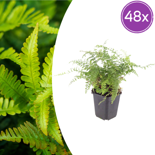 "48x Polystichum set. 'Herrenhausen'- ↕10-25cm - Ø9cm image"