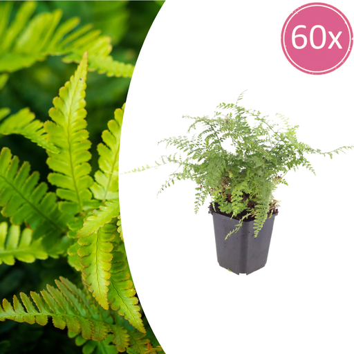 "60x Polystichum set. 'Herrenhausen'- ↕10-25cm - Ø9cm image"