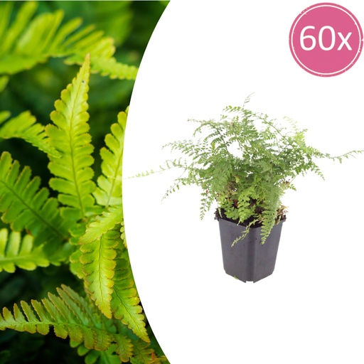 "Sichelfarn 'Herrenhausen' 60er-Set (Polystichum falcatum) – winterharte Blattschmuckpflanze, Topf-Ø 9 cm, Höhe ca. 25 cm image"