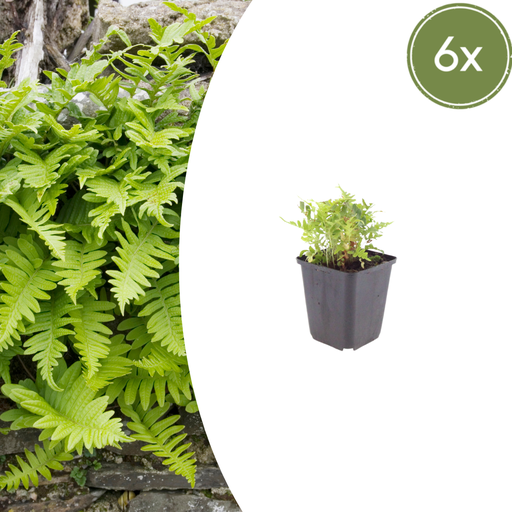 "6x Polypodium vulgare - ↕10-25cm - Ø9cm image"