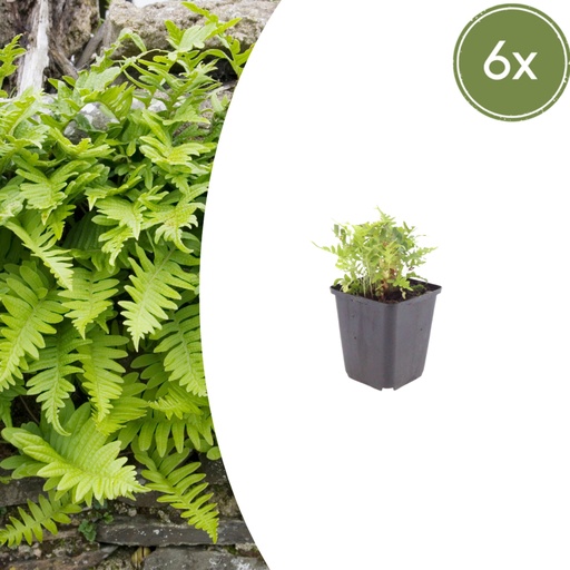"Gewöhnlicher Tüpfelfarn 6er-Set (Polypodium vulgare) – winterharte Staude, Topf-Ø 9 cm, Höhe ca. 25 cm image"