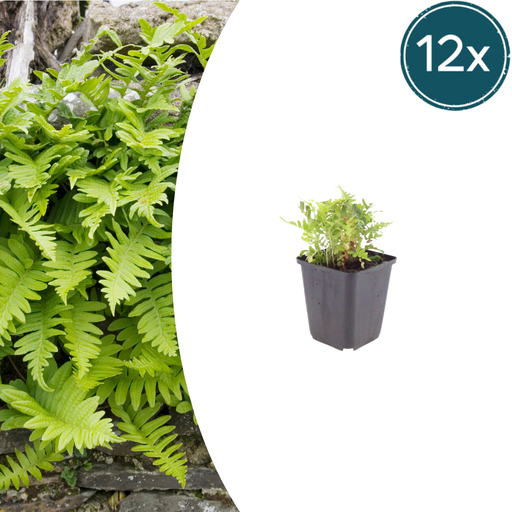 "12x Polypodium vulgare - ↕10-25cm - Ø9cm image"
