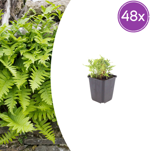 "Gewöhnlicher Tüpfelfarn 48er-Set (Polypodium vulgare) – winterharte Staude, Topf-Ø 9 cm, Höhe ca. 25 cm image"