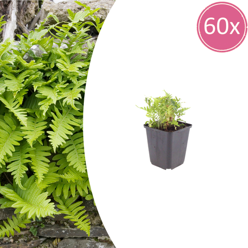 "60x Polypodium vulgare - ↕10-25cm - Ø9cm image"