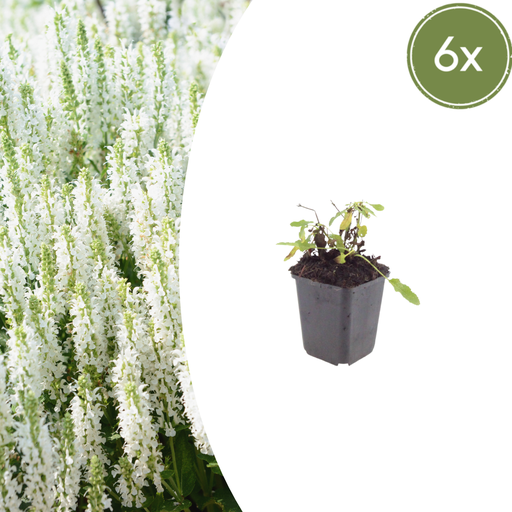 "6x Salvia n. 'Schneehugel' - ↕10-25cm - Ø9cm image"