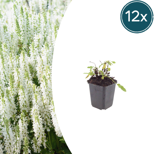 "Gartensalbei 'Schneehugel' 12er-Set (Salvia nemorosa) – winterharte Staude, Topf-Ø 9 cm, Höhe ca. 25 cm image"