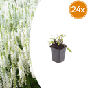 24x Salvia n. 'Schneehugel' - ↕10-25cm - Ø9cm