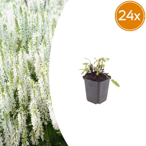 "24x Salvia n. 'Schneehugel' - ↕10-25cm - Ø9cm image"