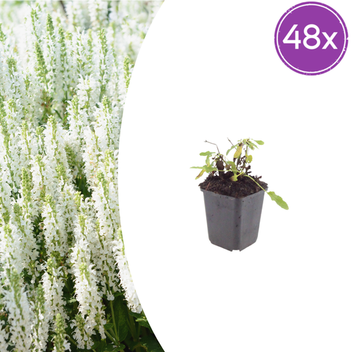 "48x Salvia n. 'Schneehugel' - ↕10-25cm - Ø9cm image"