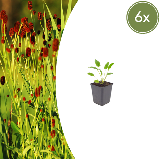 "6x Sanguisorba o. 'Tanna' - ↕10-25cm - Ø9cm image"