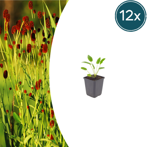 "12x Sanguisorba o. 'Tanna' - ↕10-25cm - Ø9cm image"