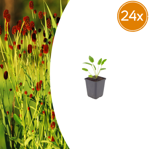 "24x Sanguisorba o. 'Tanna' - ↕10-25cm - Ø9cm image"