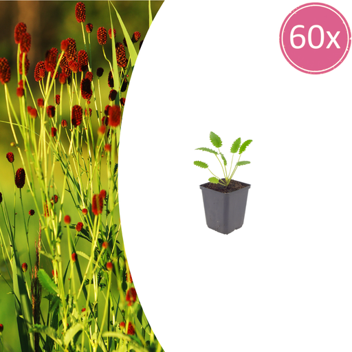 "60x Sanguisorba o. 'Tanna' - ↕10-25cm - Ø9cm image"