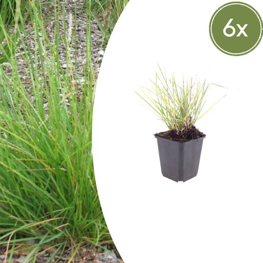 "6x Sesleria autumnalis - ↕10-25cm - Ø9cm image"