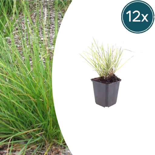 "12x Sesleria autumnalis - ↕10-25cm - Ø9cm image"
