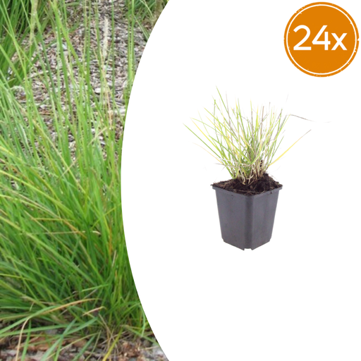 "Herbst-Blaugras 24er-Set (Sesleria autumnalis) – winterhartes Ziergras, Topf-Ø 9 cm, Höhe ca. 25 cm image"