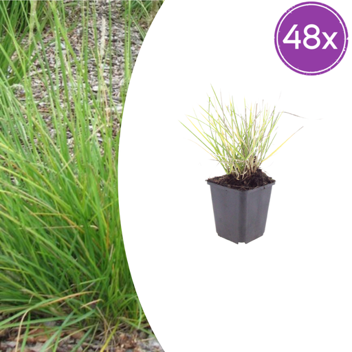 "48x Sesleria autumnalis - ↕10-25cm - Ø9cm image"