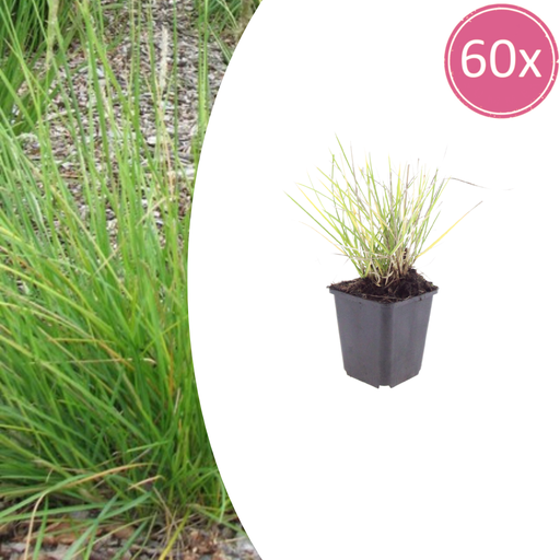 "60x Sesleria autumnalis - ↕10-25cm - Ø9cm image"
