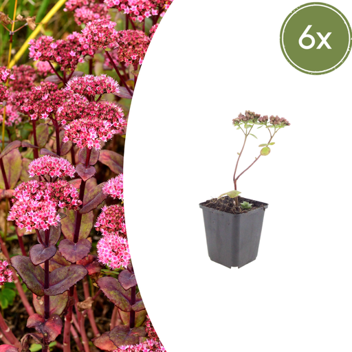 "Fetthenne 'Matrona' 6er-Set (Sedum) – winterharte Staude, Topf-Ø 9 cm, Höhe ca. 25 cm image"