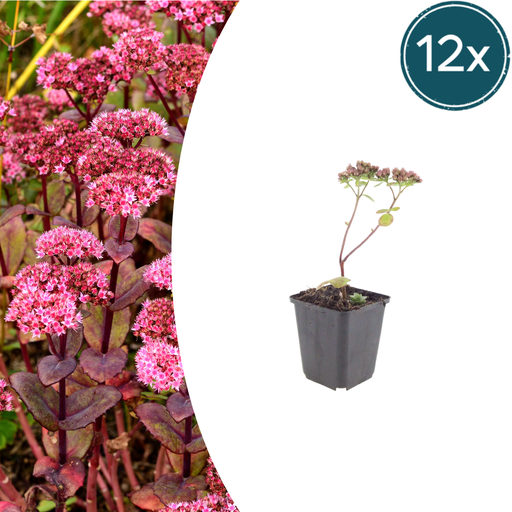 "12x Sedum 'Matrona' - ↕10-25cm - Ø9cm image"