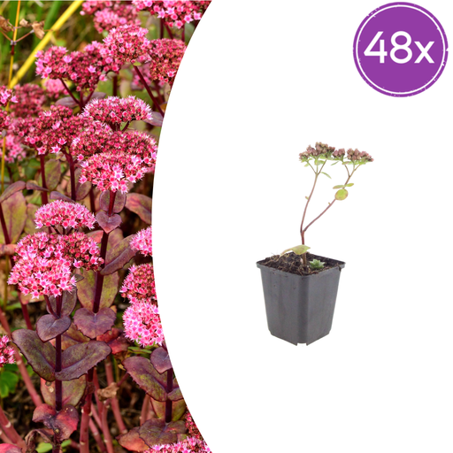 "48x Sedum 'Matrona' - ↕10-25cm - Ø9cm image"