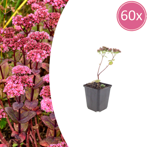 "60x Sedum 'Matrona' - ↕10-25cm - Ø9cm image"