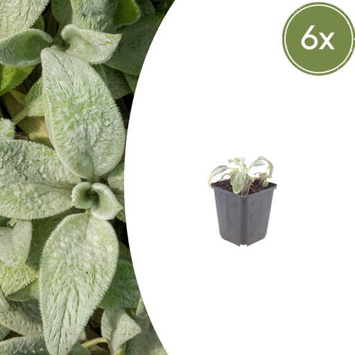 "6x Stachys byzantina 'Silver Carpet' - ↕10-25cm - Ø9cm image"