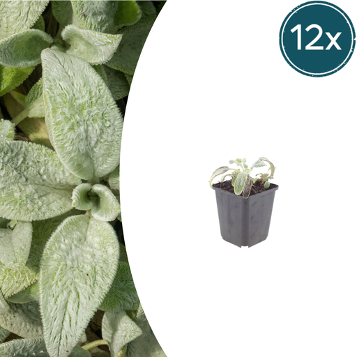 "12x Stachys byzantina 'Silver Carpet' - ↕10-25cm - Ø9cm image"