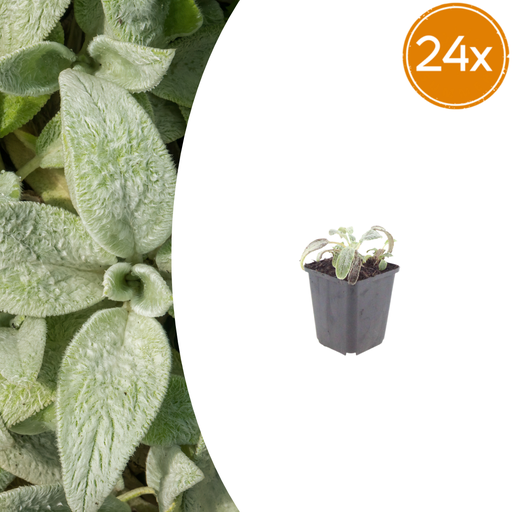"24x Stachys byzantina 'Silver Carpet' - ↕10-25cm - Ø9cm image"