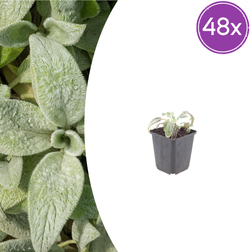 "48x Stachys byzantina 'Silver Carpet' - ↕10-25cm - Ø9cm image"