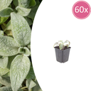 60x Stachys byzantina 'Silberner Teppich' - ↕10-25cm - Ø9cm