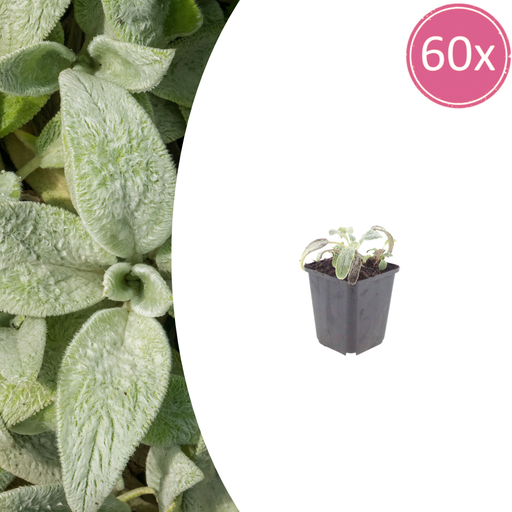 "60x Stachys byzantina 'Silver Carpet' - ↕10-25cm - Ø9cm image"